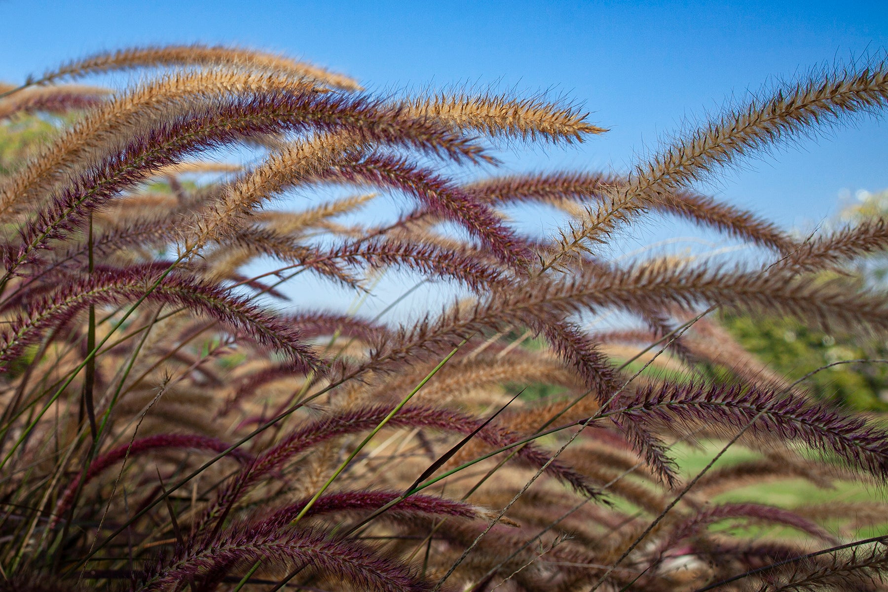 African Fountain Grass