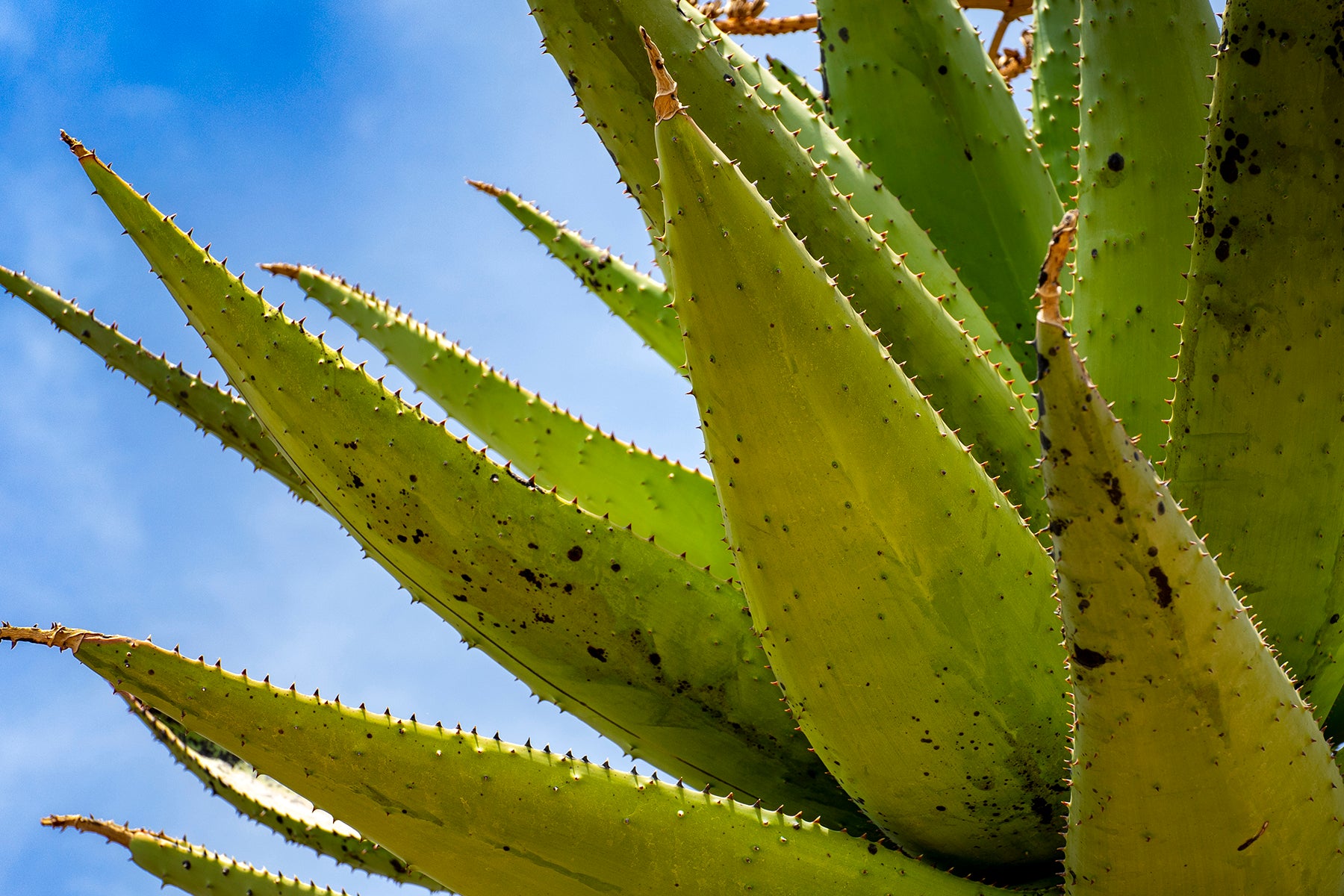 Aloe Vera plant