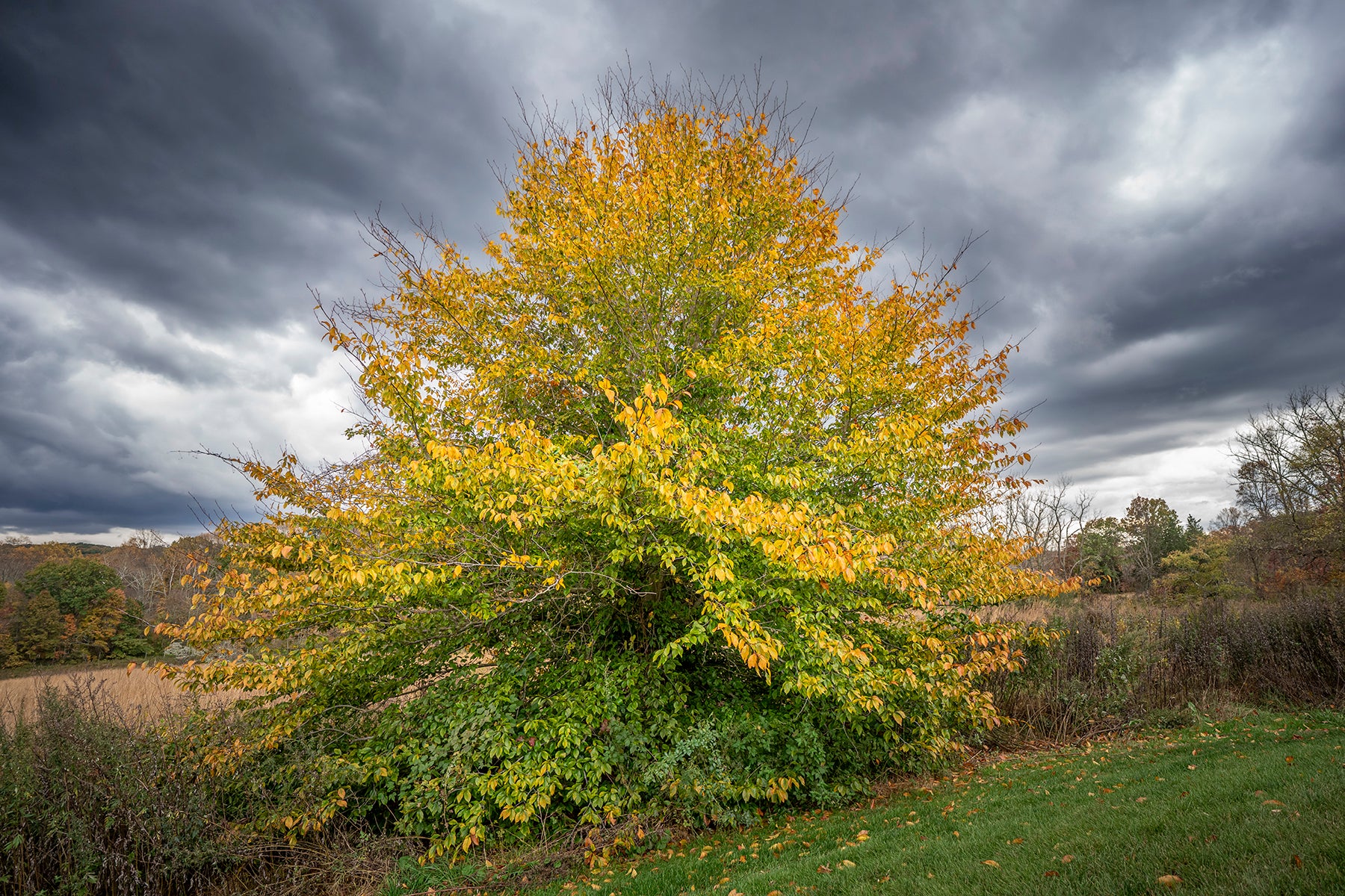 American Beech tree