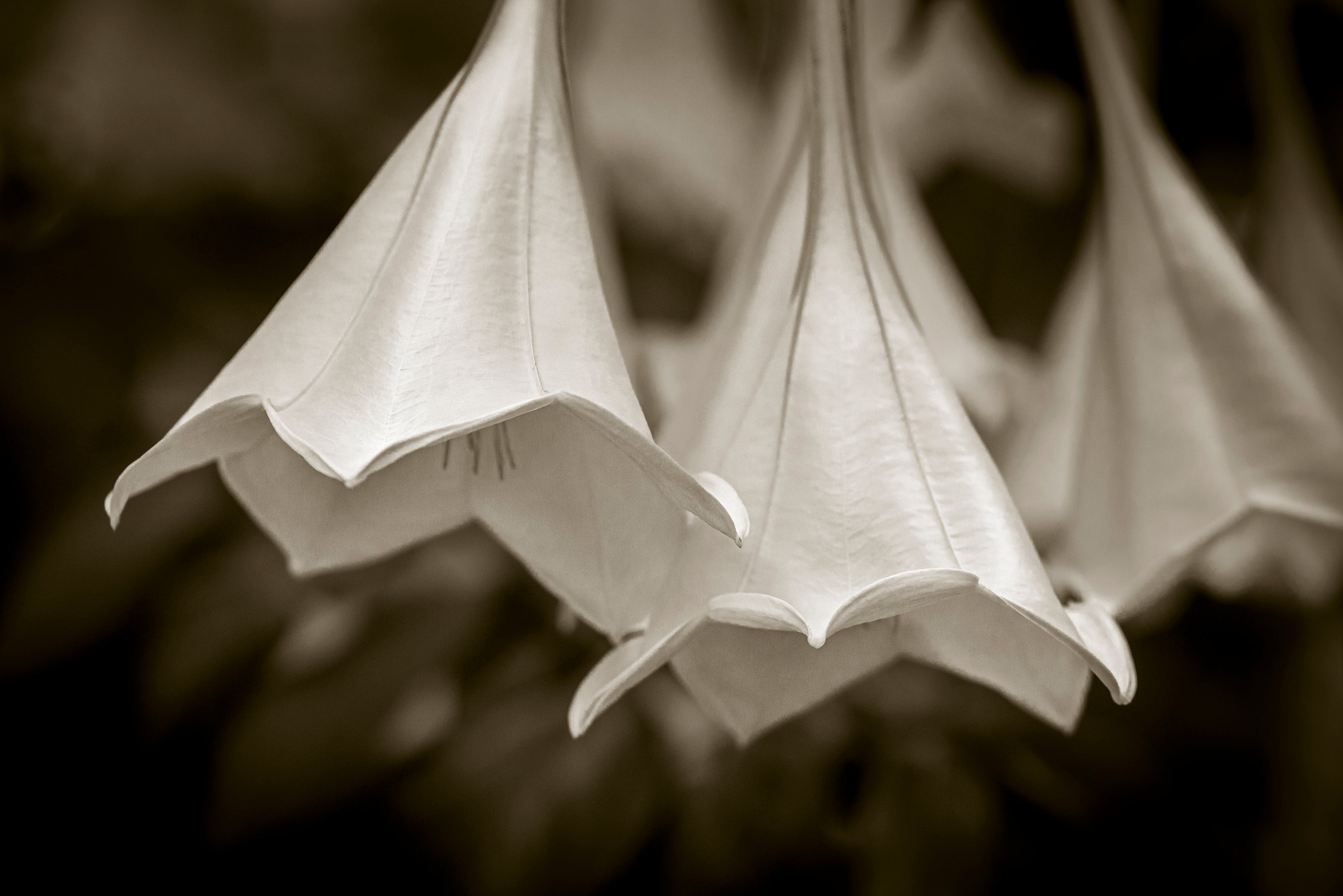 Angel's Trumpet plant