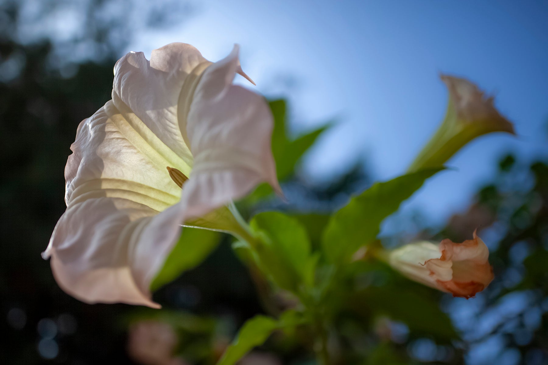 Angel's Trumpet (2)