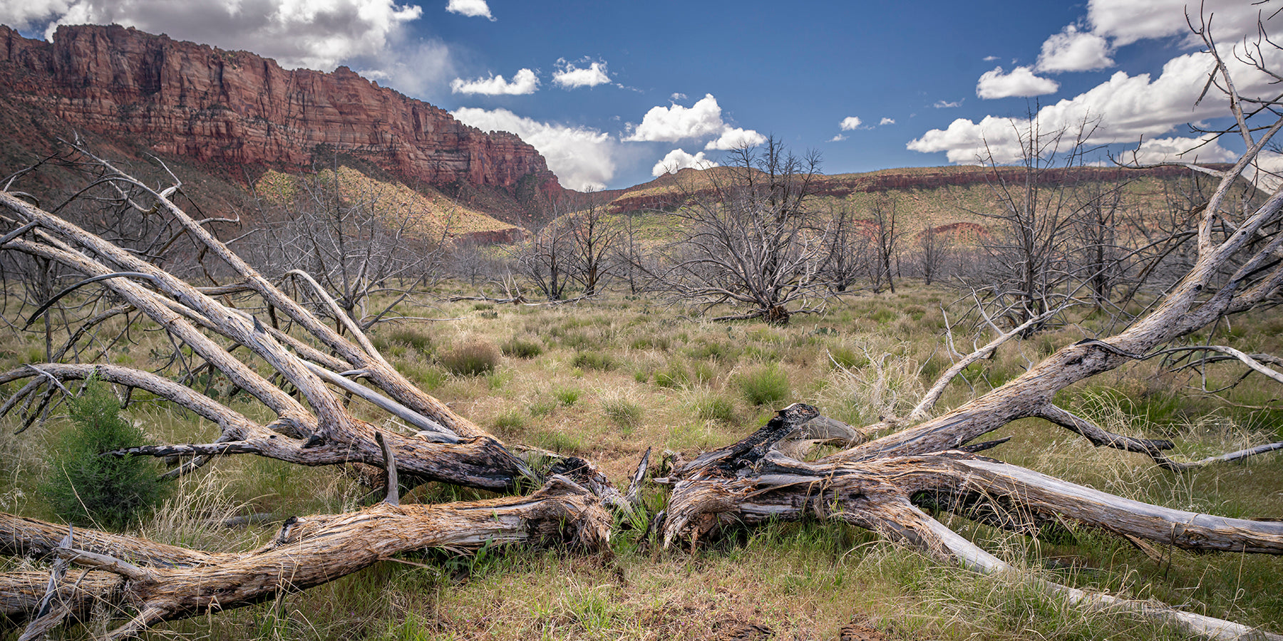 Zion National Park, Antler Tree