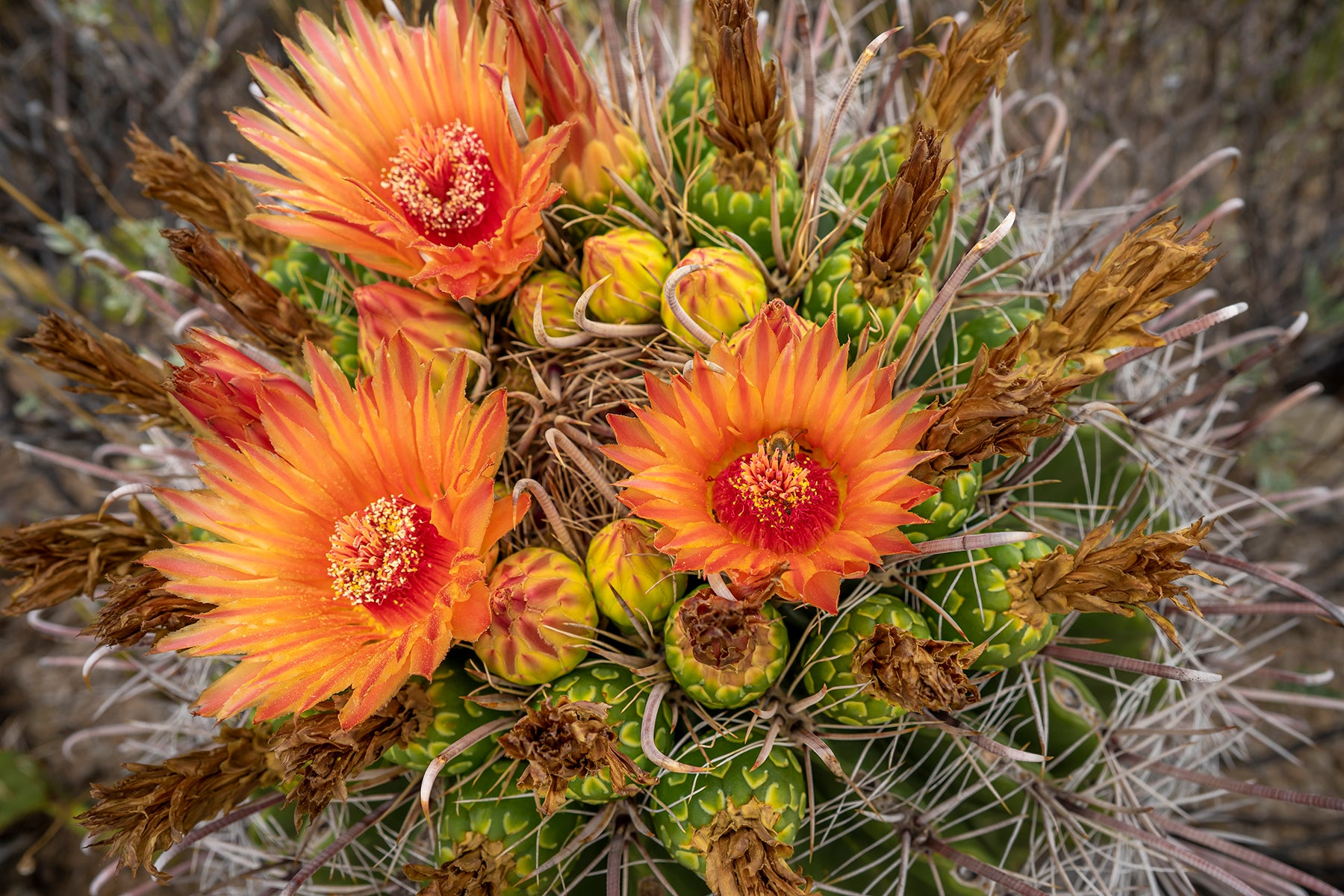 Barrel Cactus