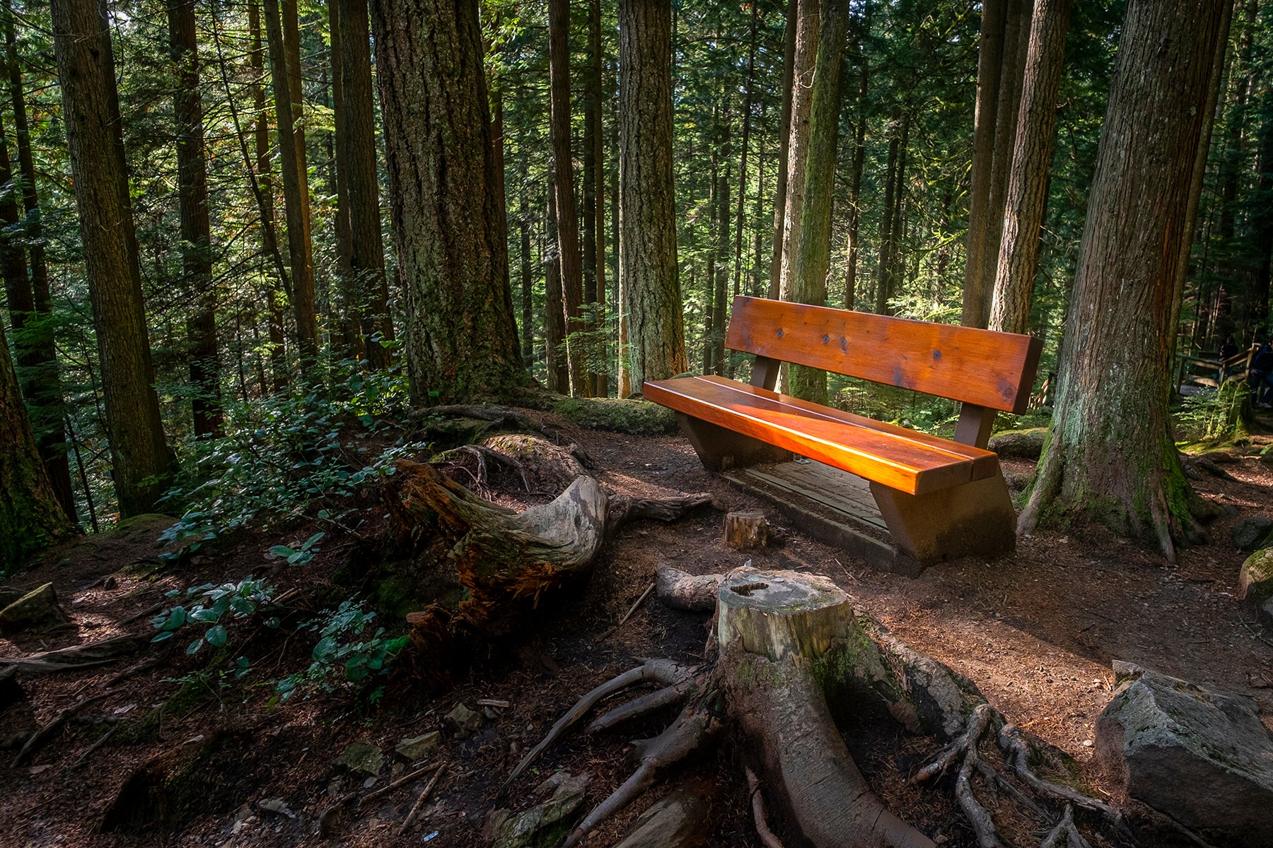 Bench in the woods