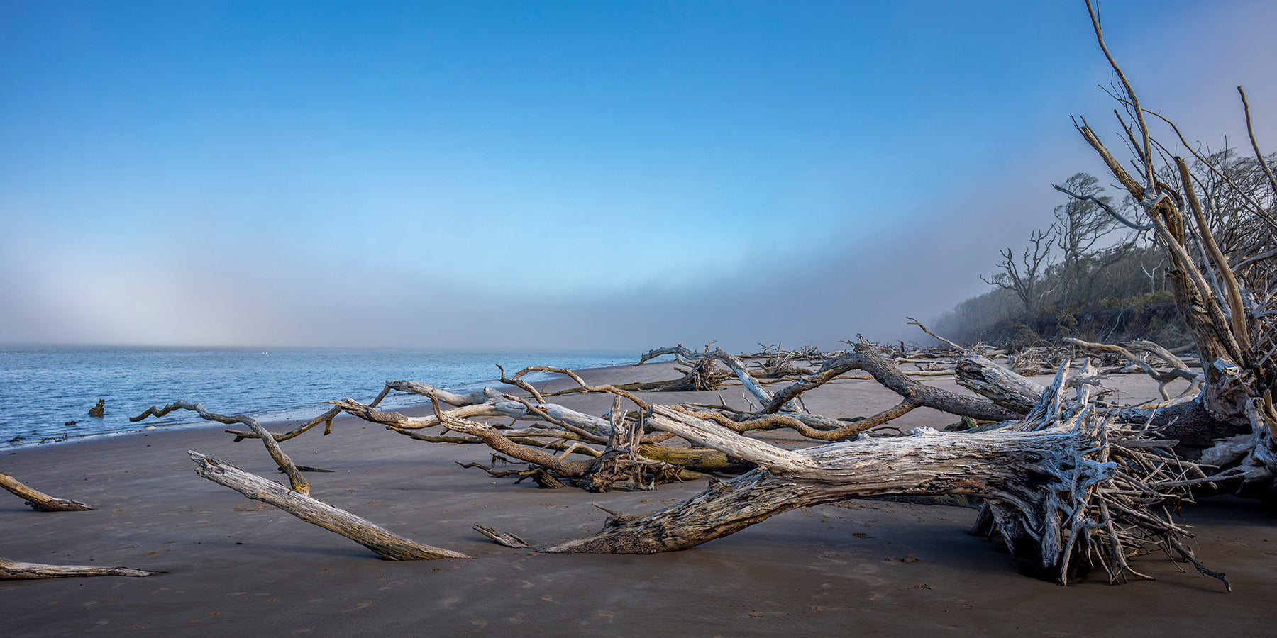 Fallen trees at Boneyaerd Beach