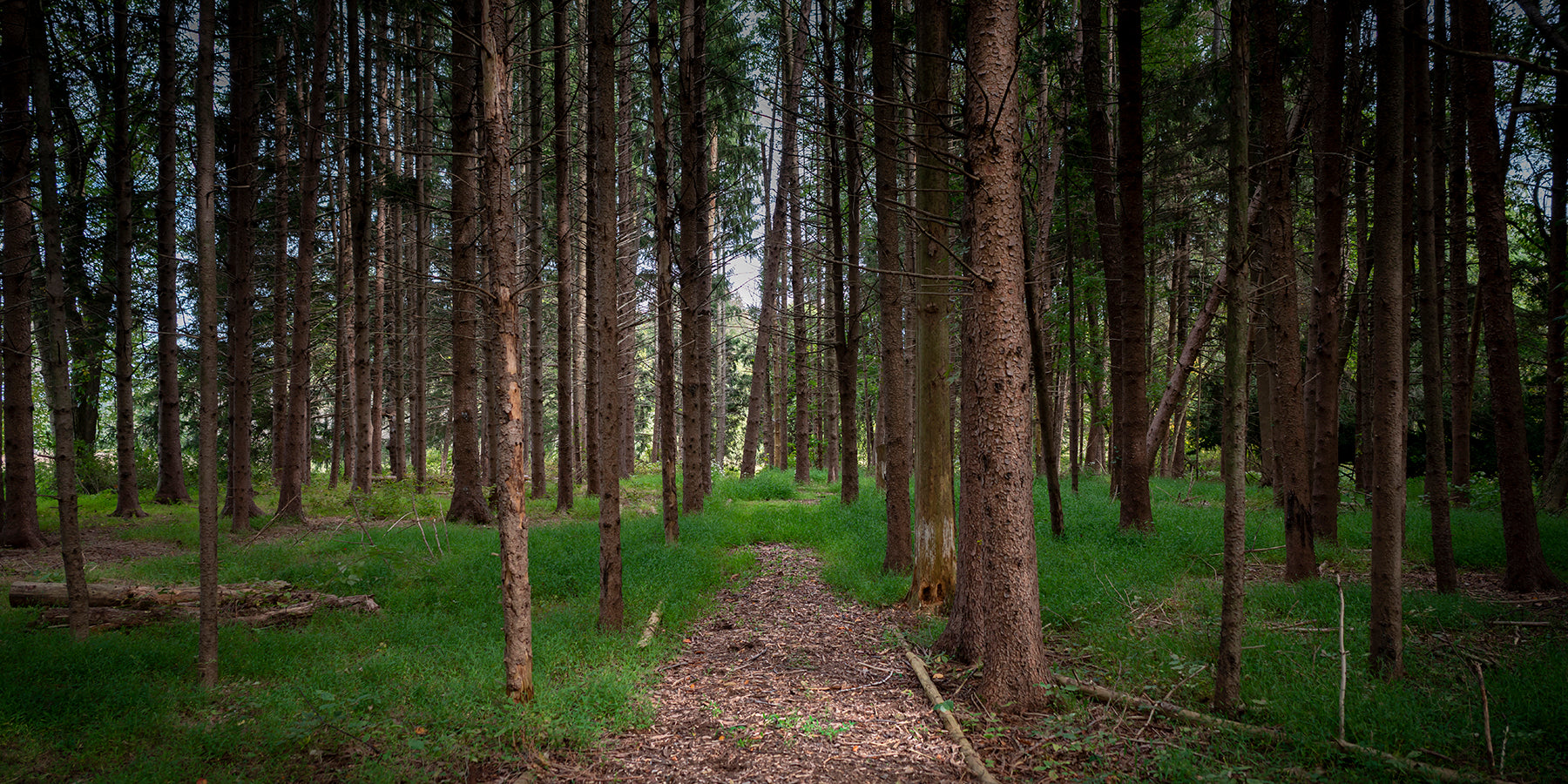 Bridle Trail