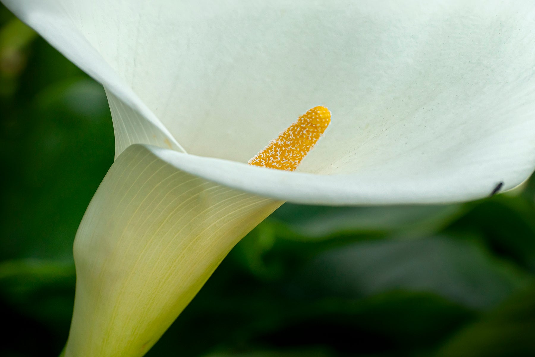 Calla Lily plant