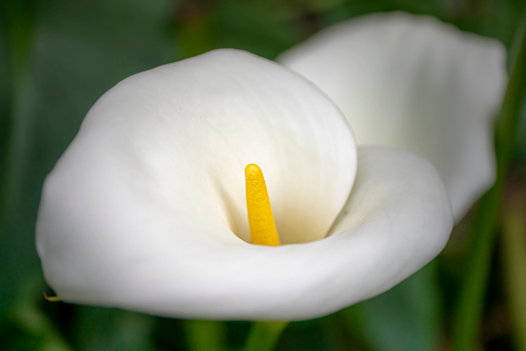 Calla Lily plant