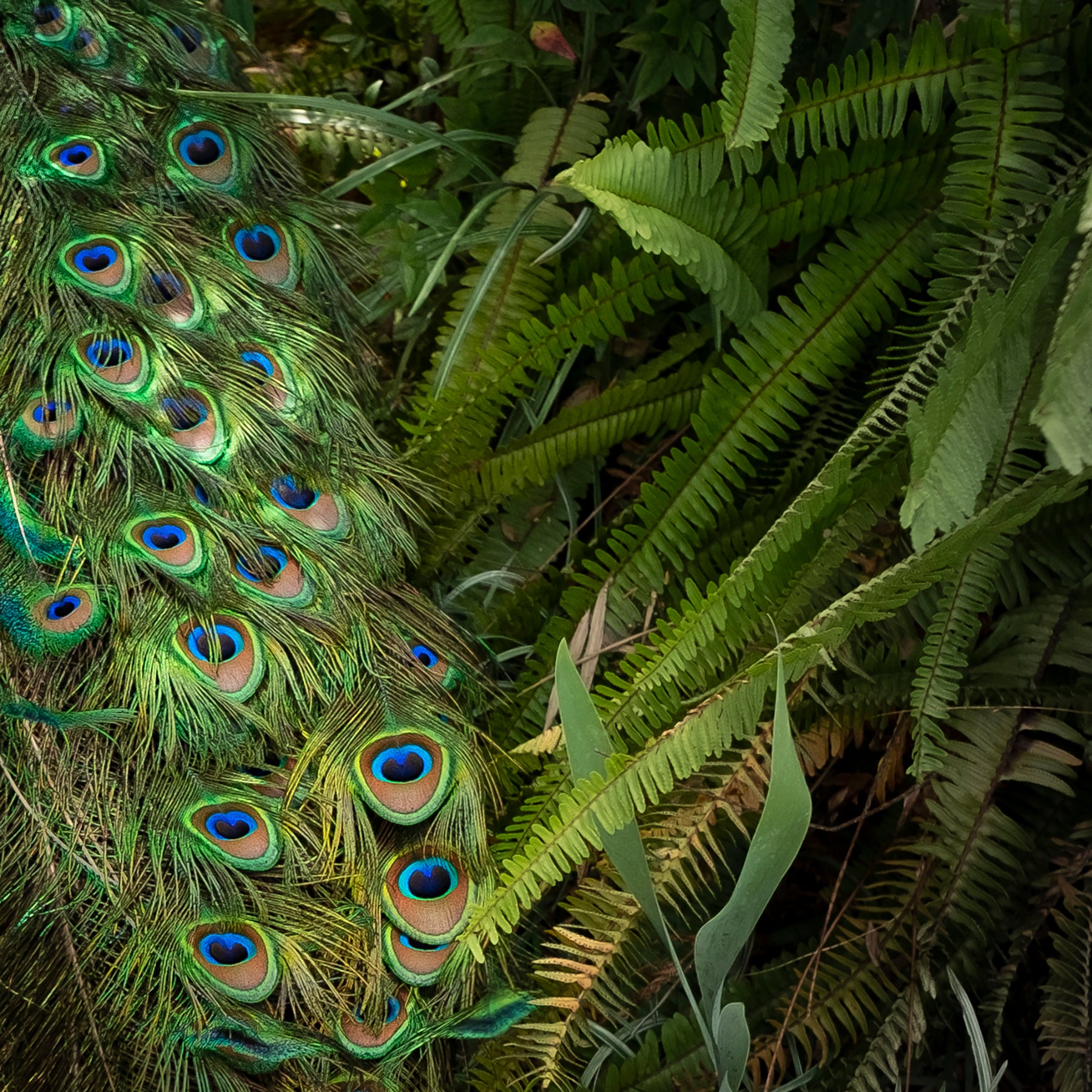 A peacock blends into its surrounding