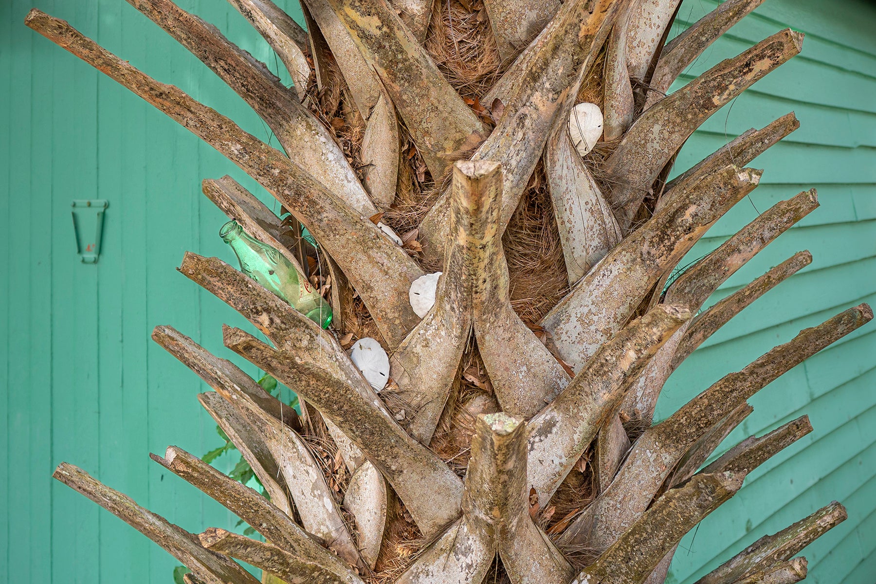 A Carolina palmetto plant in Amelia Island, FL