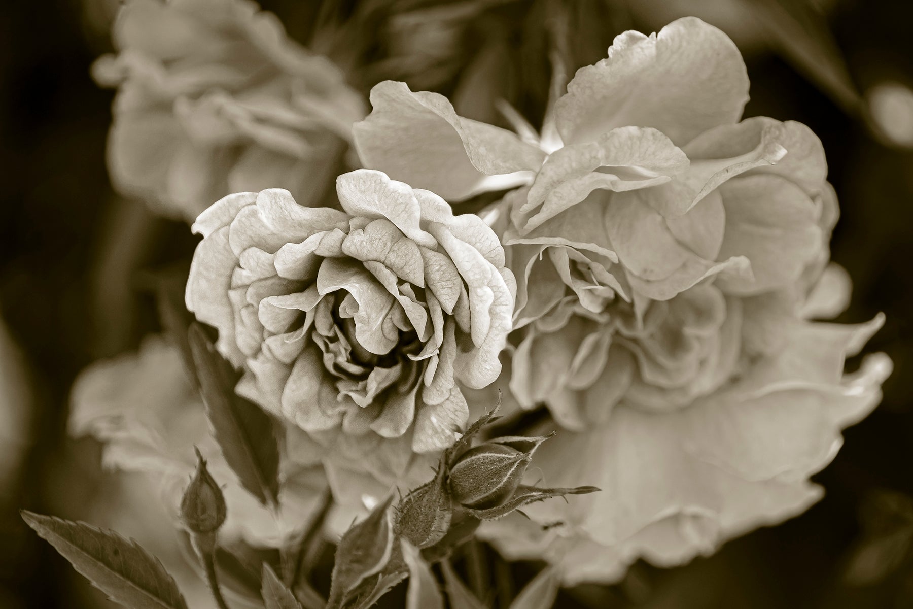 A China Rose plant in bloom