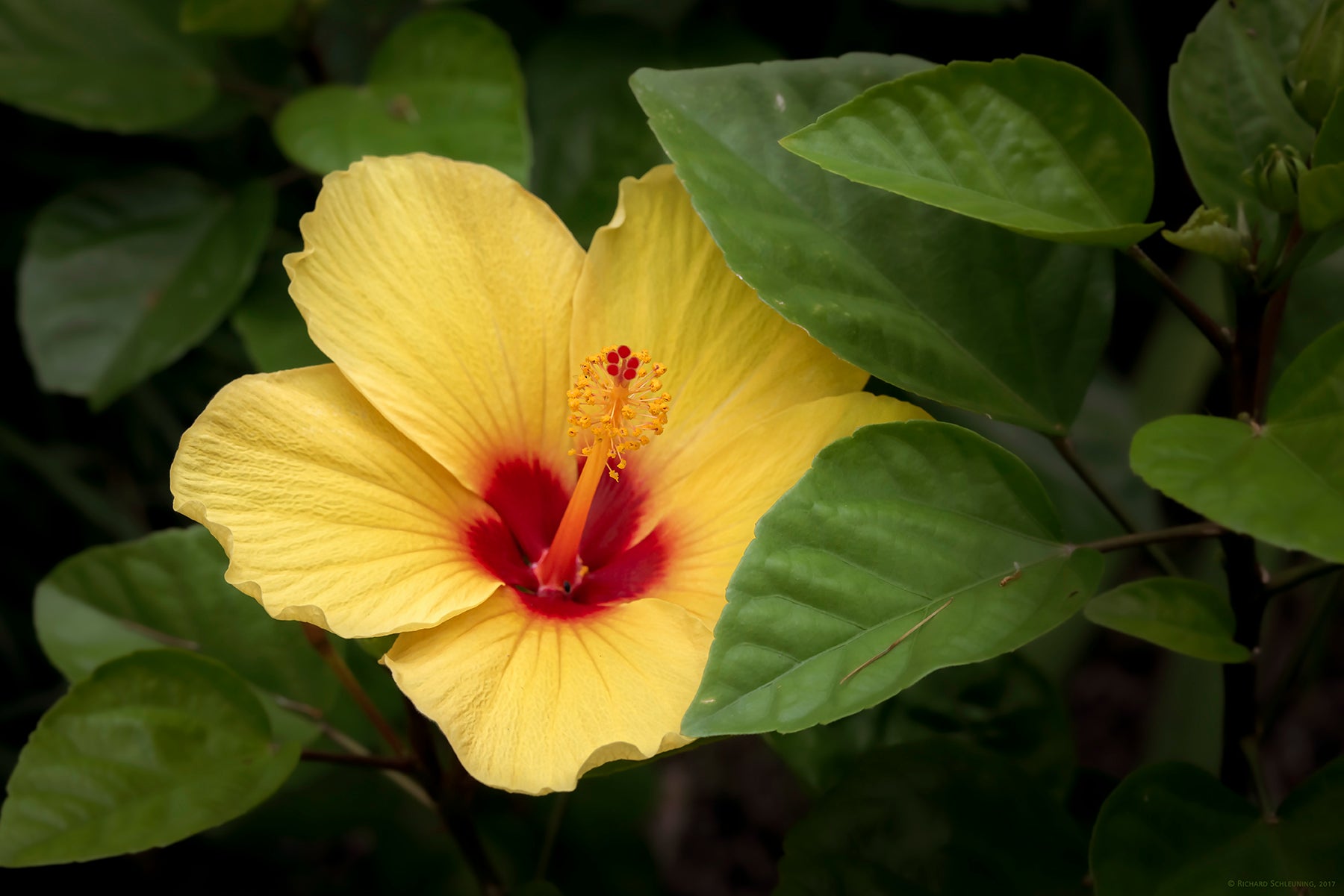 Yellow Chinese Hibiscus