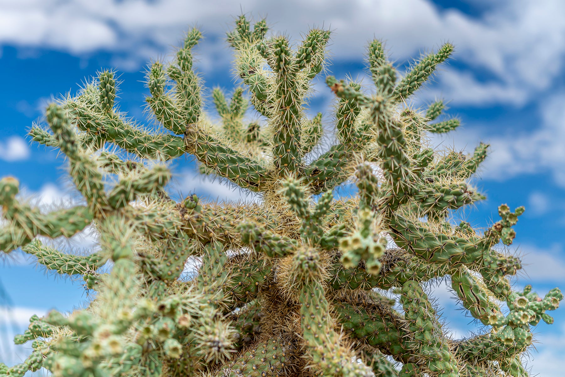 Cholla Cactus