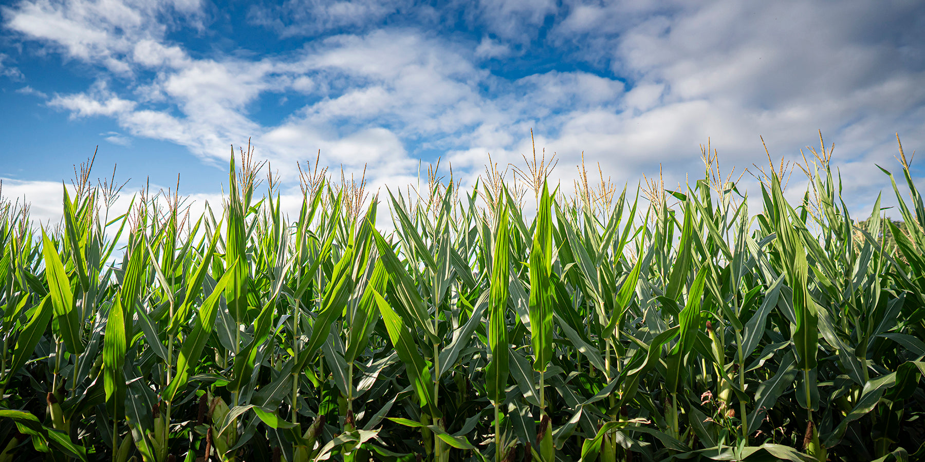 Corn field