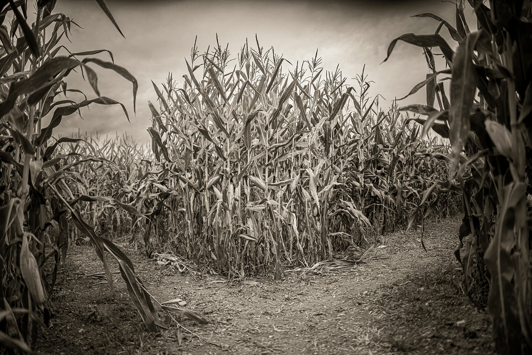 Corn maze