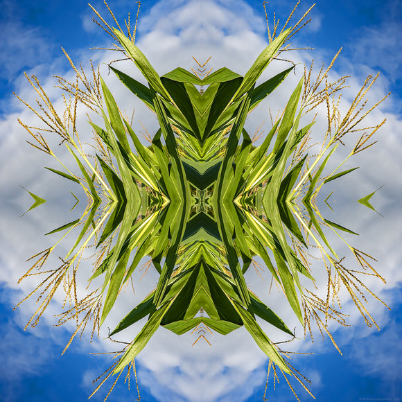 Abstract image of corn stalks against a summer sky