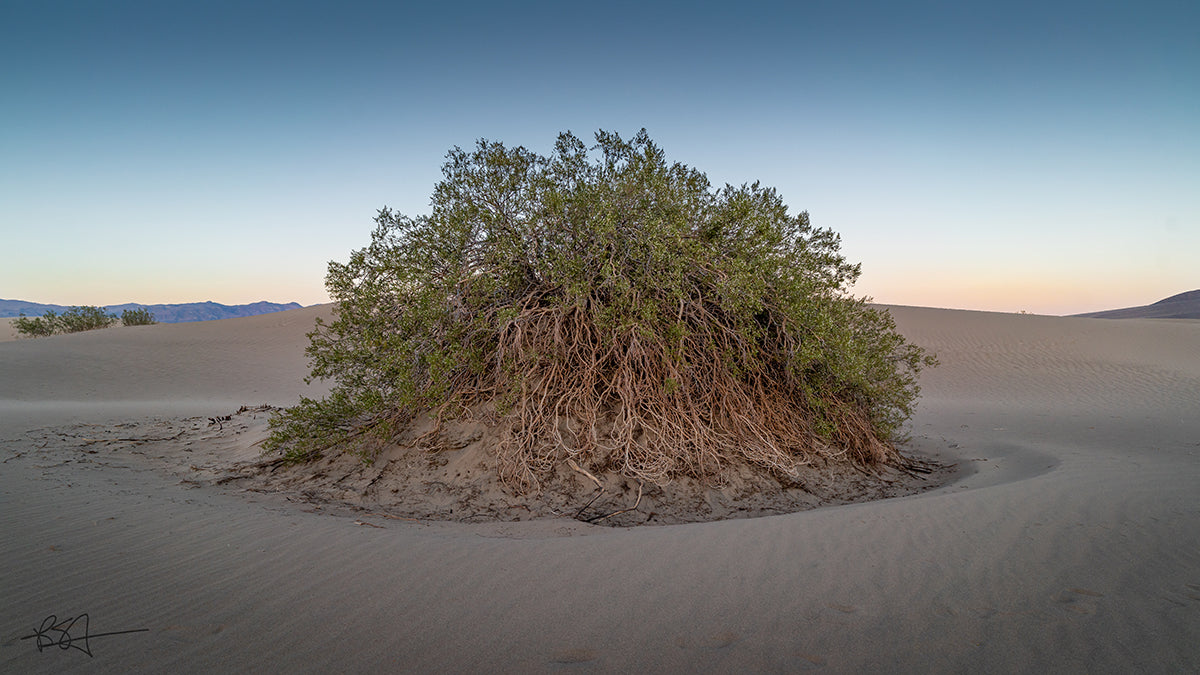 Creosote bush at the Mesquite Flat Sand Dunes