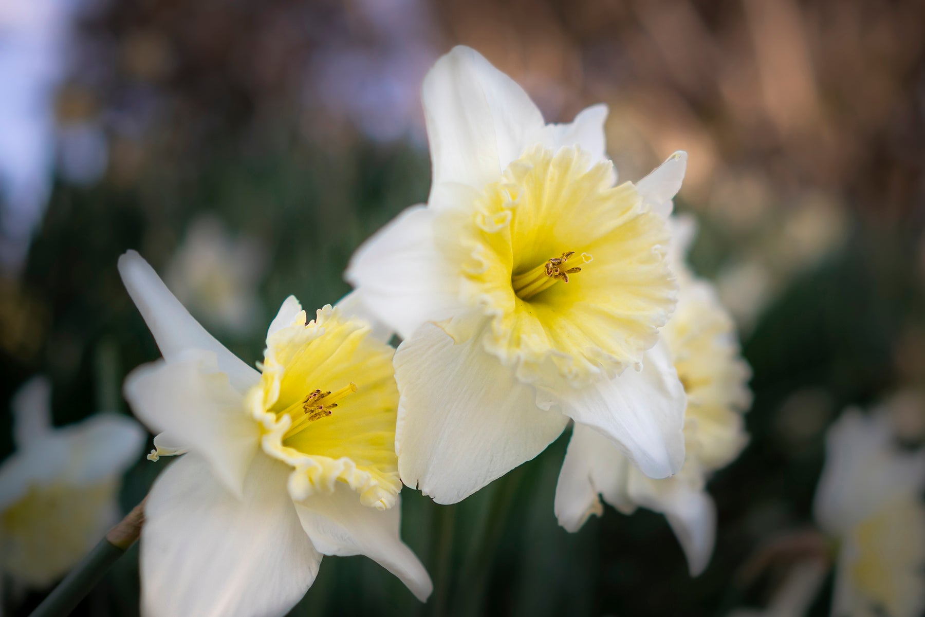 Daffodils