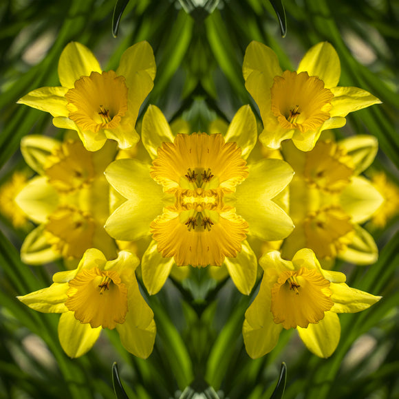 Square scarf with daffodil design