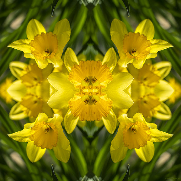 Abstract image of daffodils in bloom