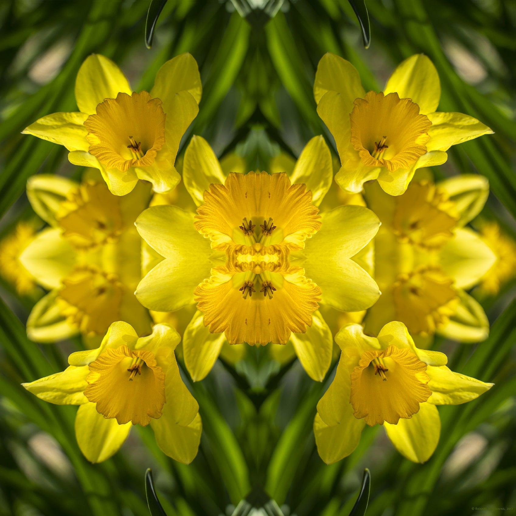 Abstract image of daffodils in bloom