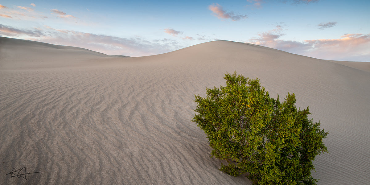 A creosote bush at Mesquite Flat Sand Dunes in Death Valley