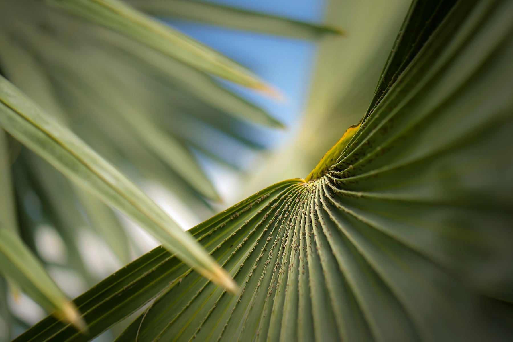 A close up of a dwarf palmetto 