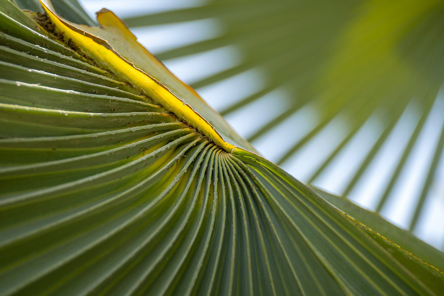 A close up of a dwarf palmetto plant