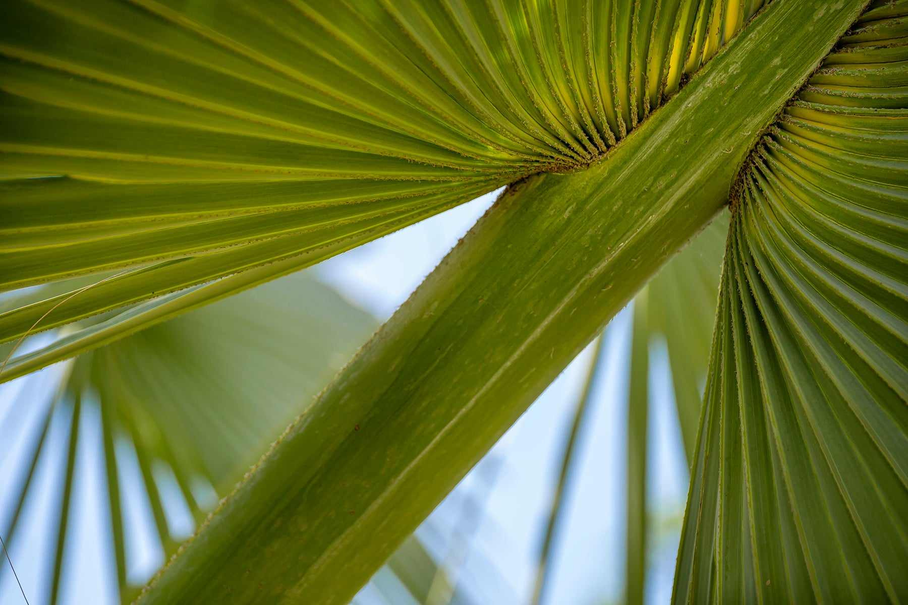 A close up of a dwarf palmetto 