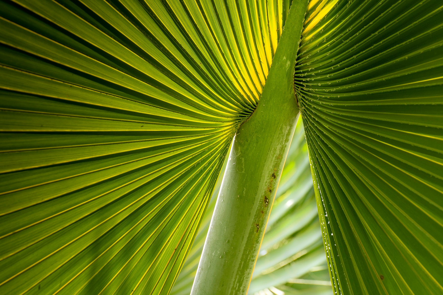 A close up of a dwarf palmetto