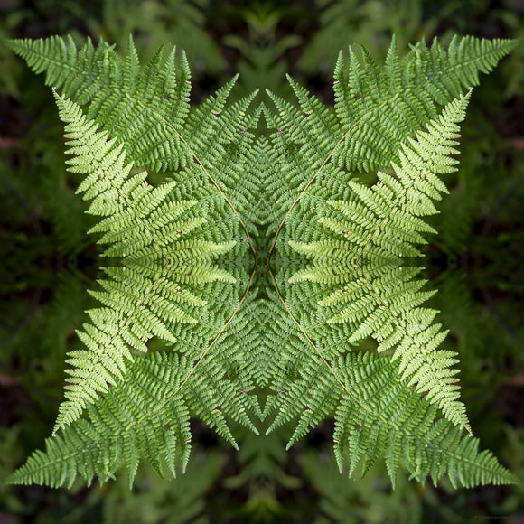 an abstract image of a fern plant