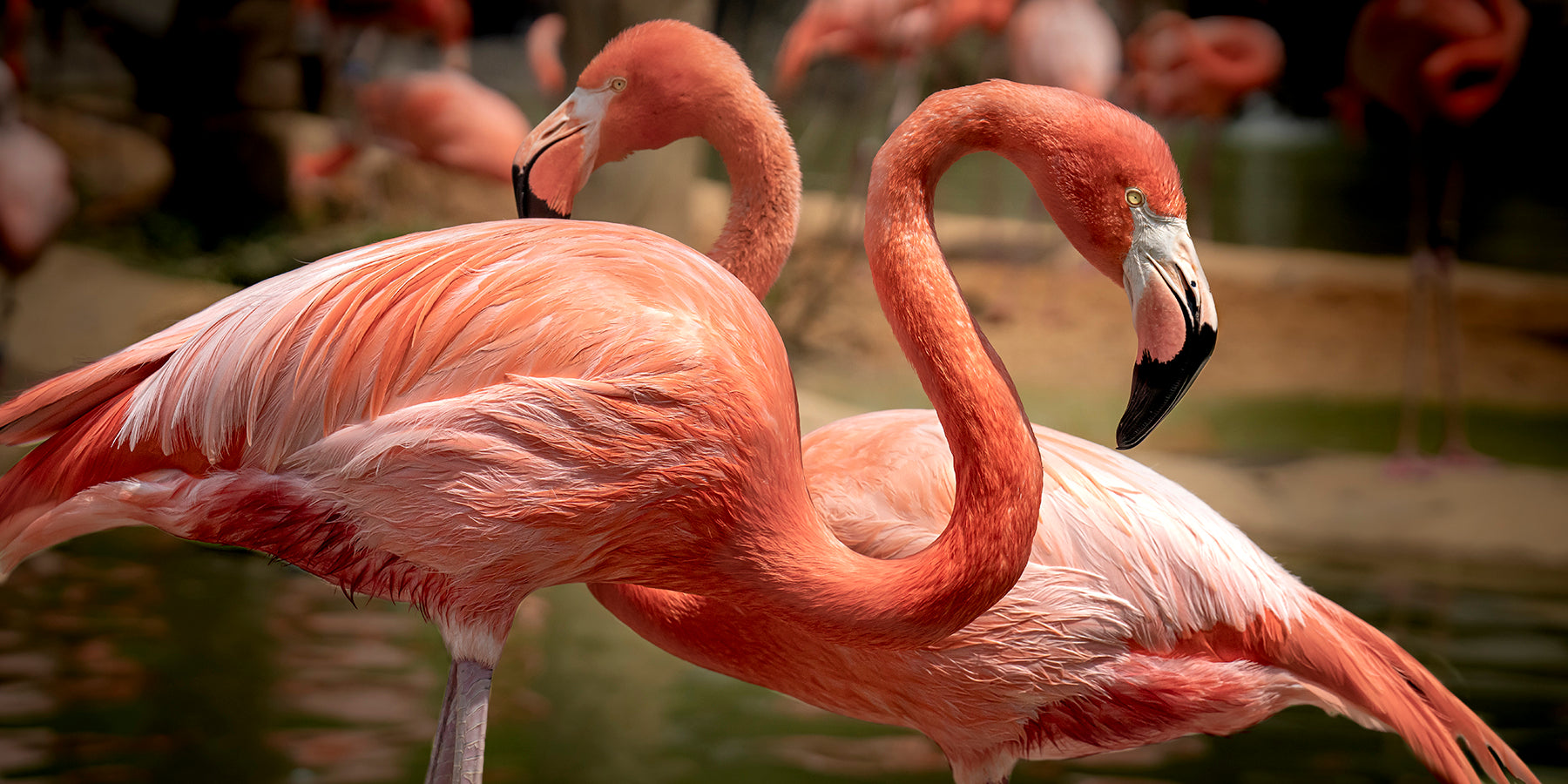 A pair of flamingos at the Turtle Back Zoo in NJ