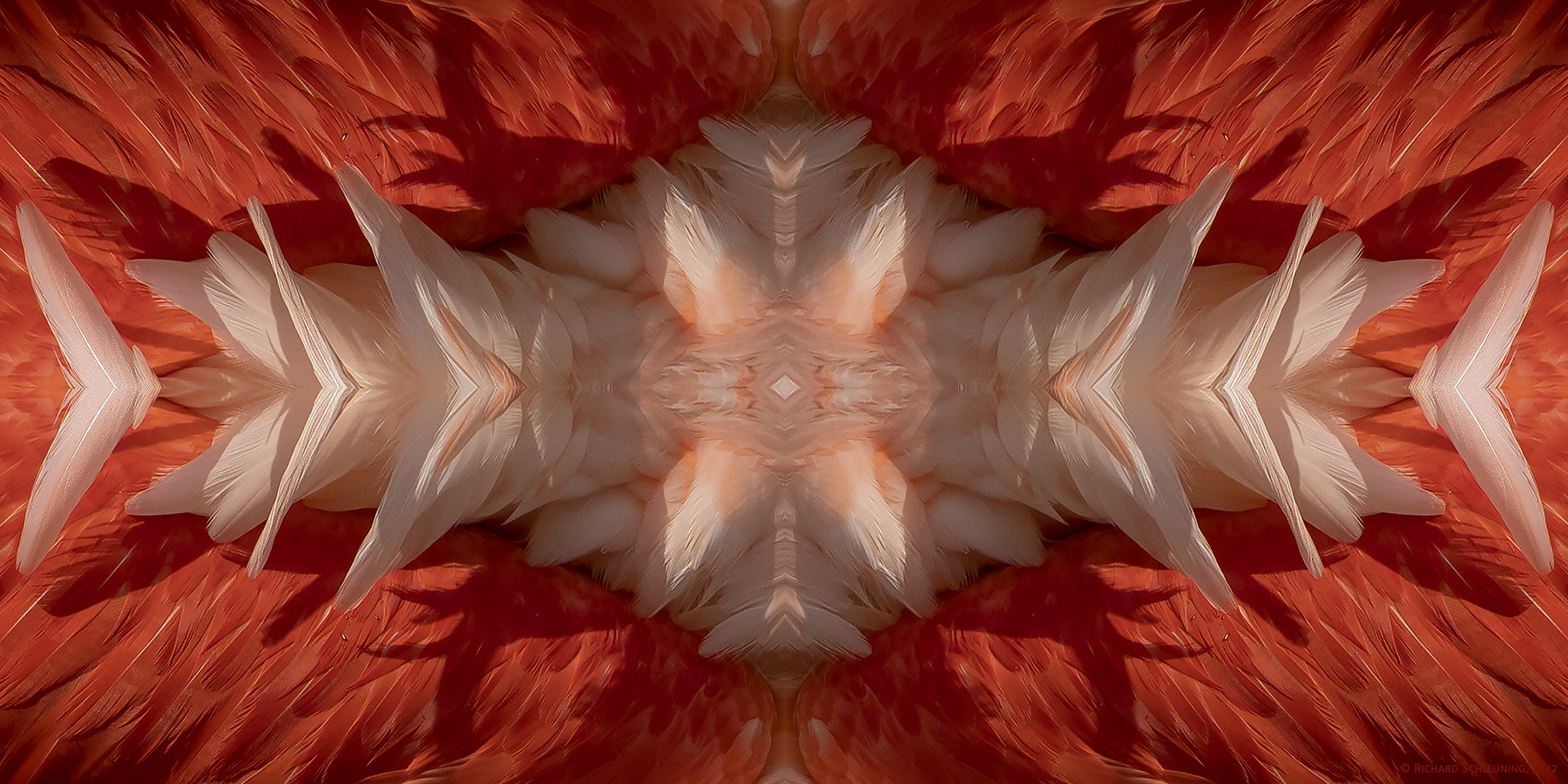 An abstract fine art print insprired by flamingo feathers