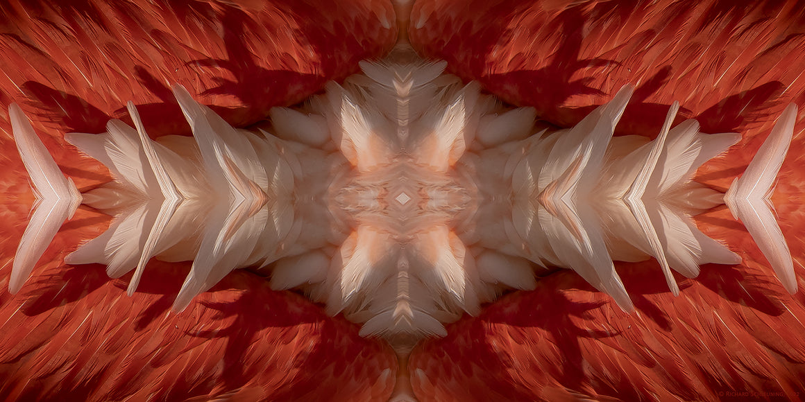 An abstract fine art print insprired by flamingo feathers