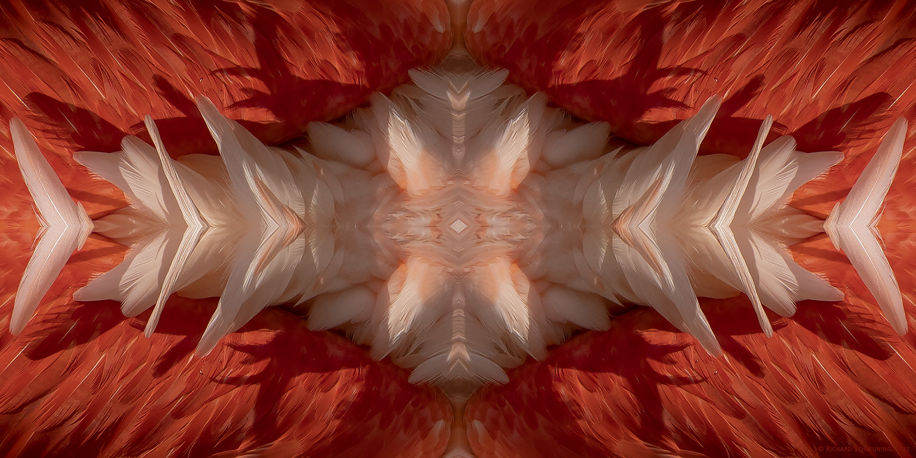 An abstract fine art print insprired by flamingo feathers
