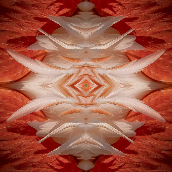 An abstract fine art print insprired by flamingo feathers