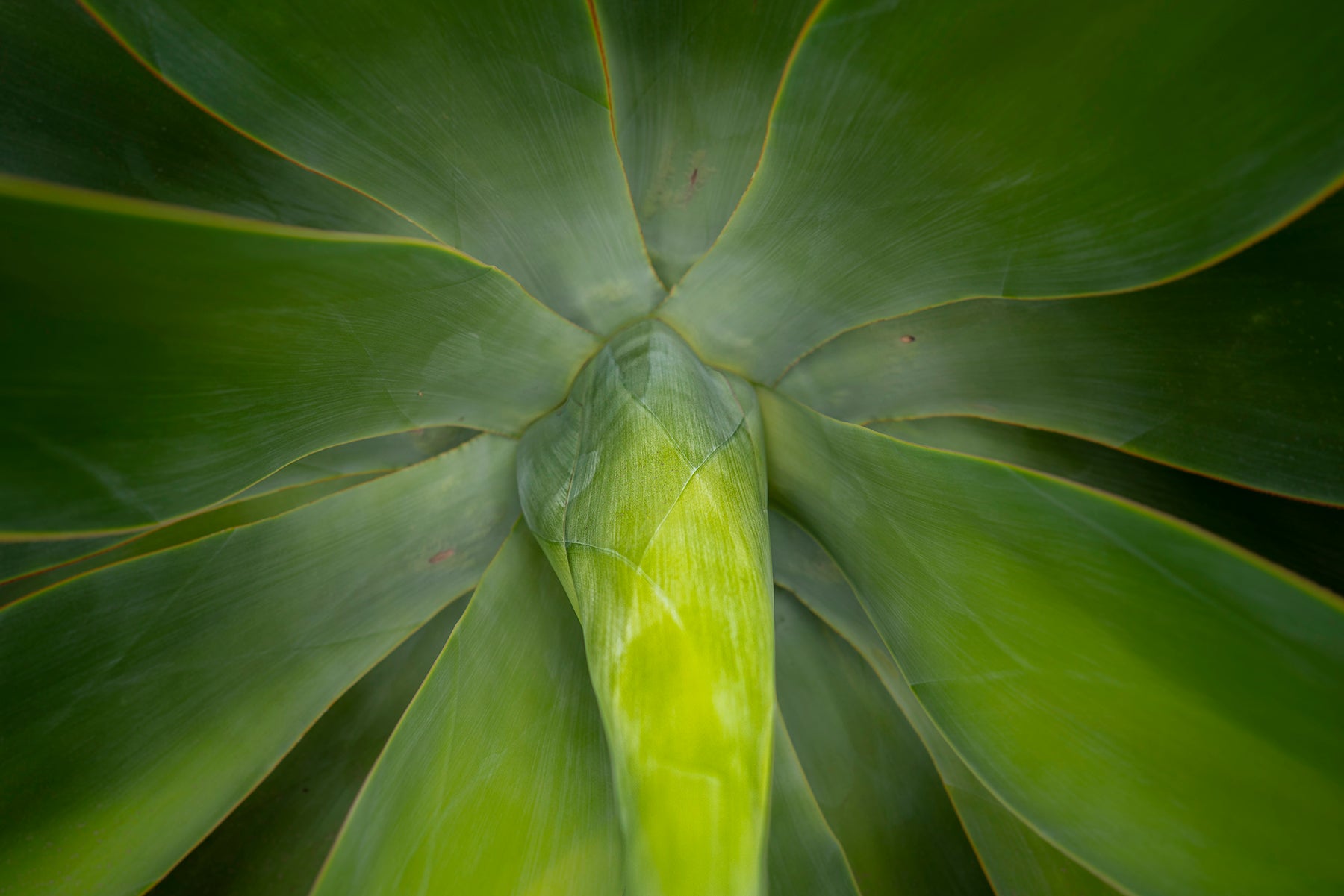 A close up of a Foxtail Agave plant