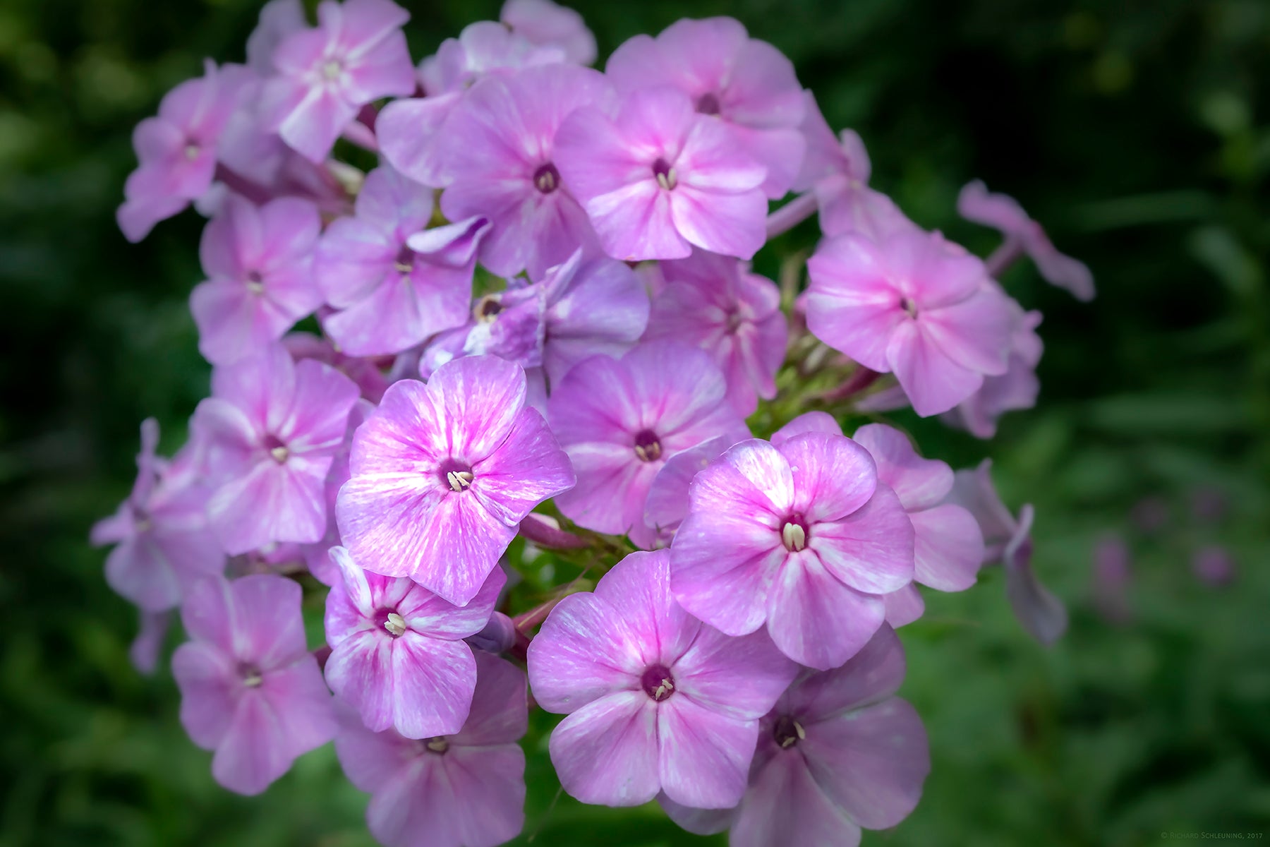 A Garden Phlox plant