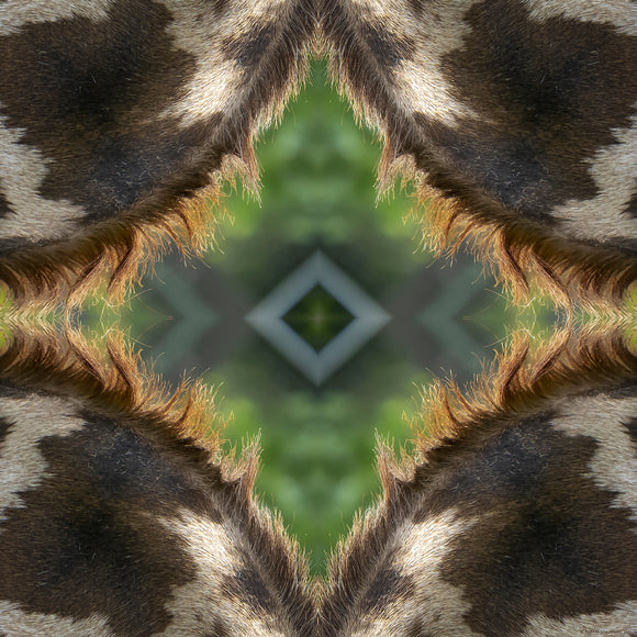 An abstract image of a giraffe hide