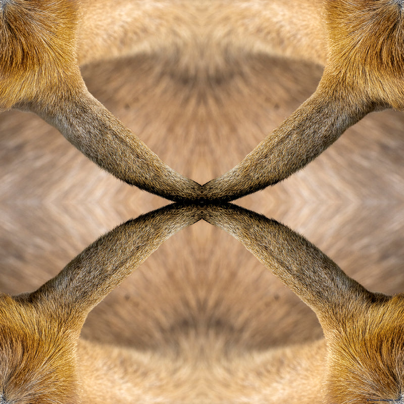 Goat Ears | The Artisan Marketplace
