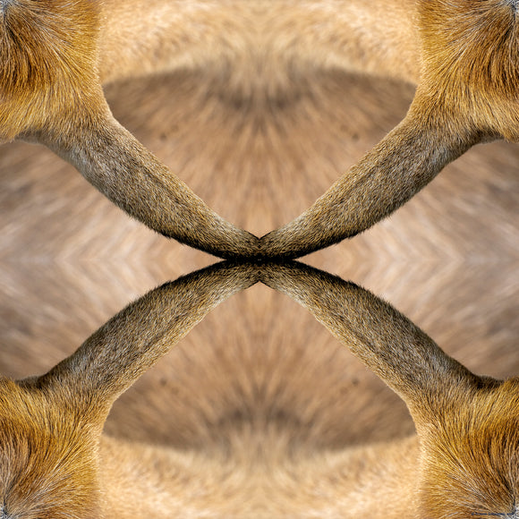 An abstract image of goat ears