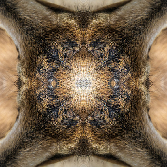 An abstract image of a goat hide