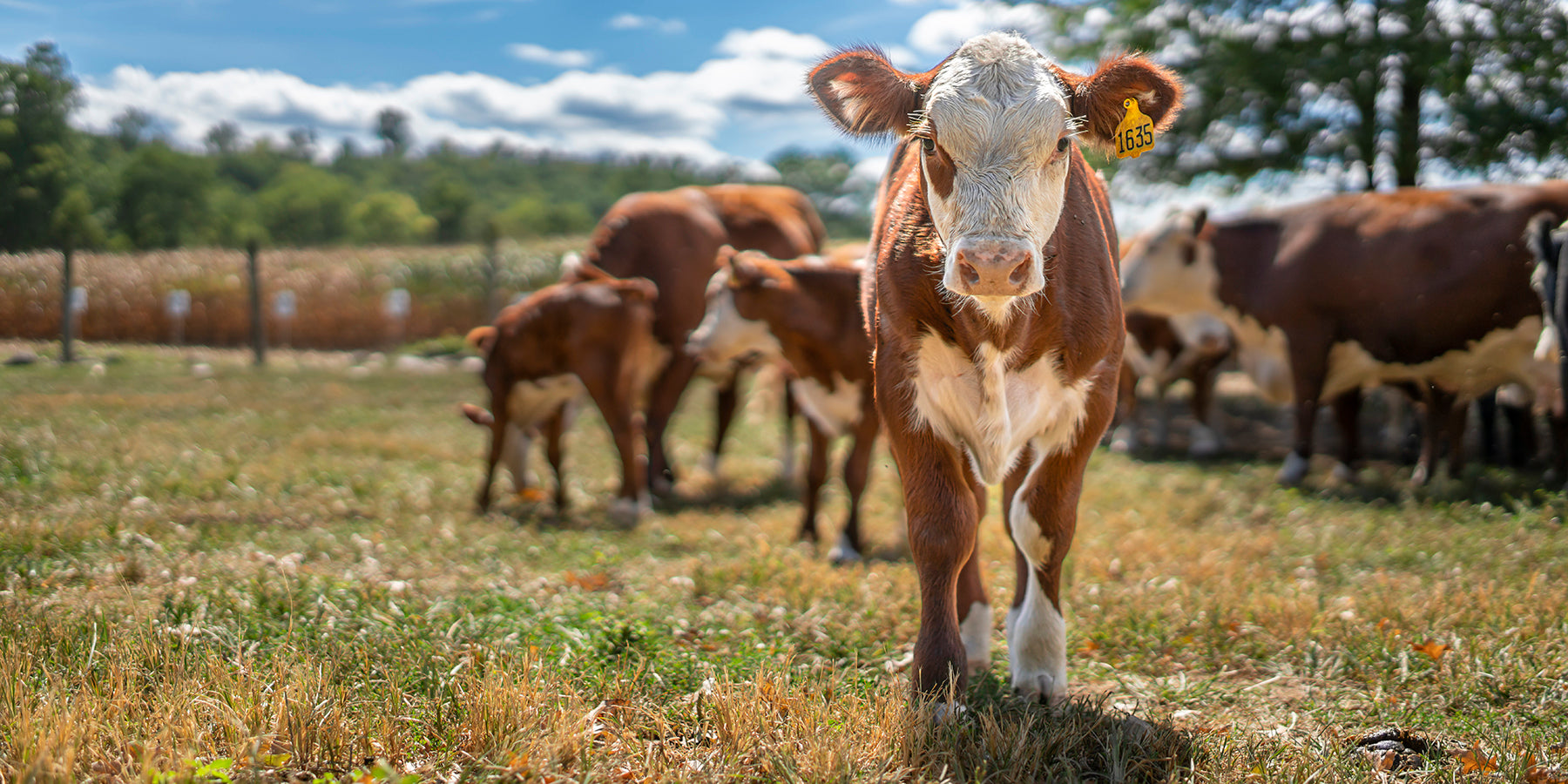 A fine art print of a Hereford Calf