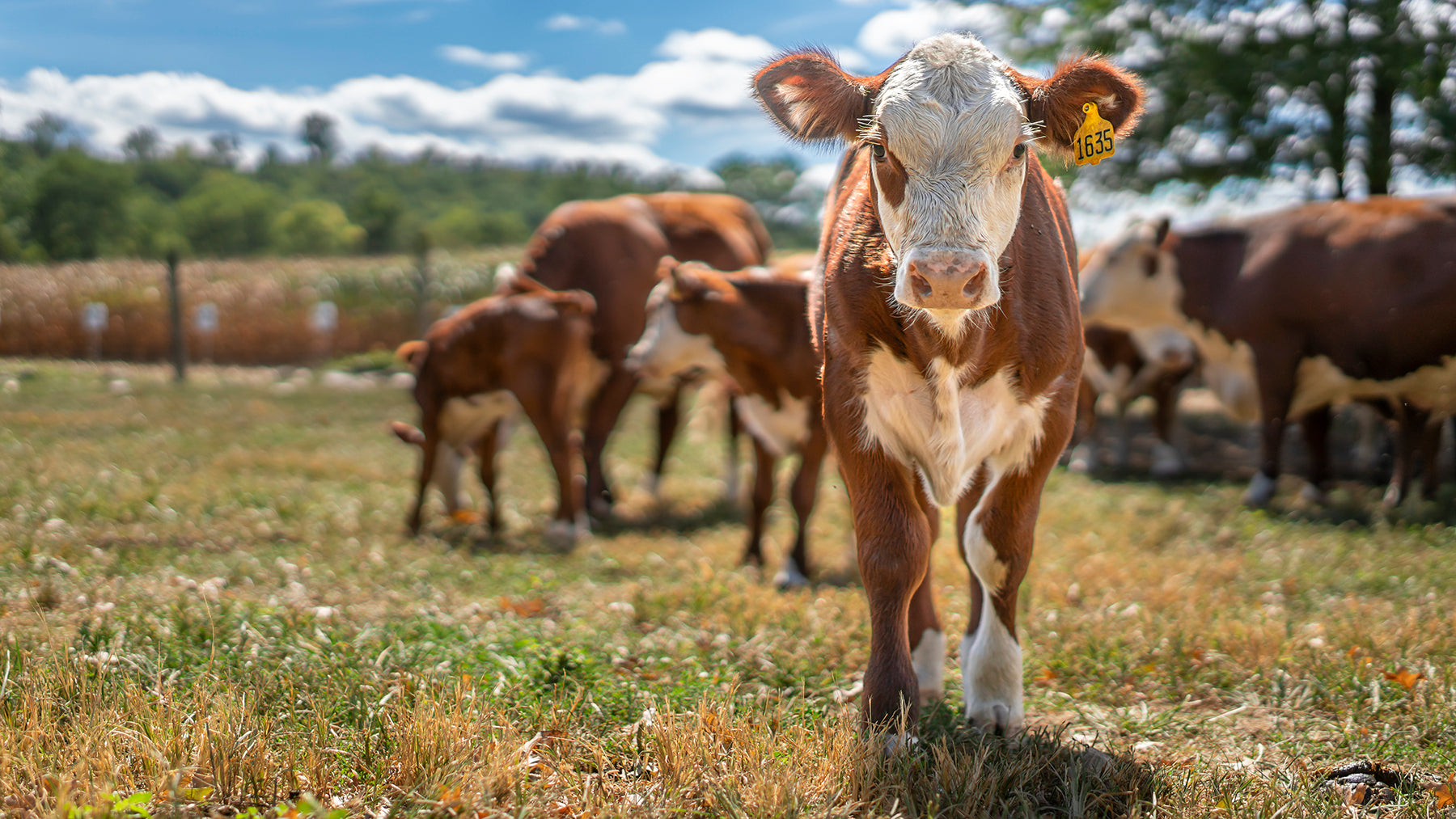 A Hereford Calf 