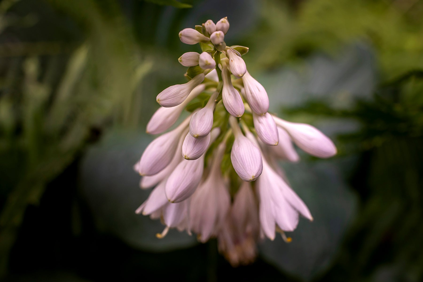 Hosta flowers