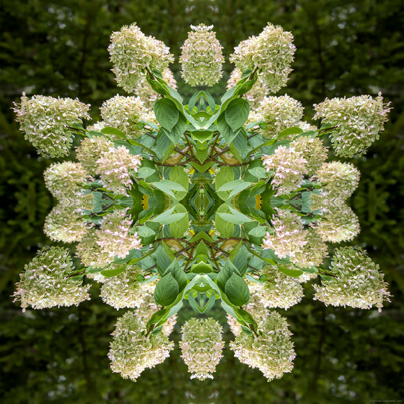 Abstract image of Hydrangea flowers