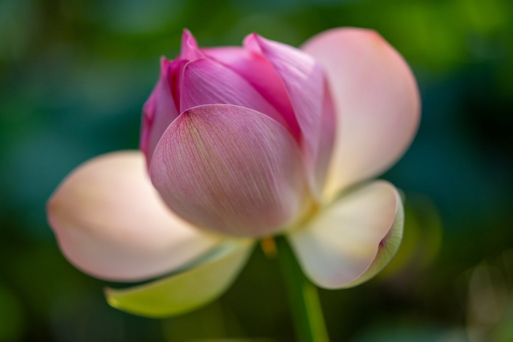 Indian Lotus flower