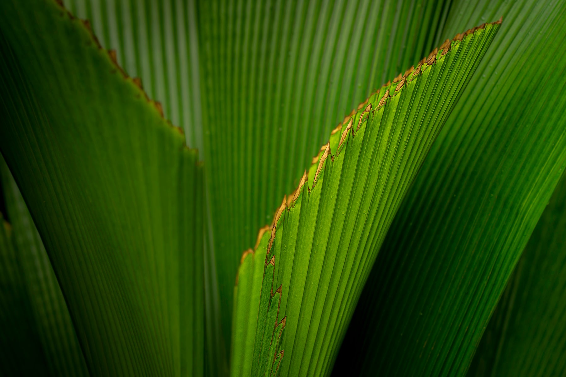 leaves on a Japanese Banana plant