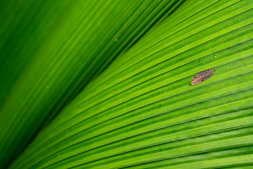 Japanese Banana plant