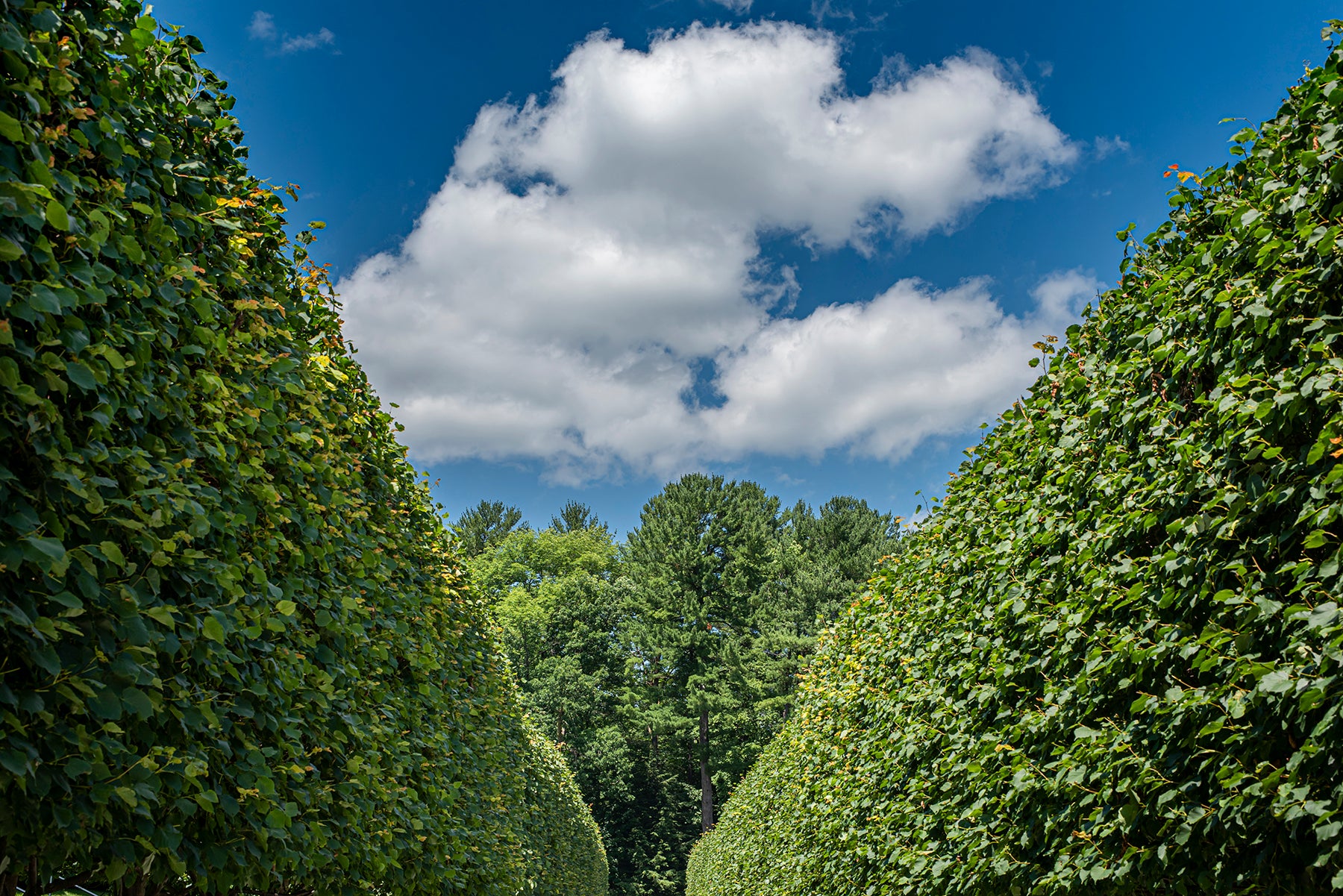 Littleleaf Linden trees